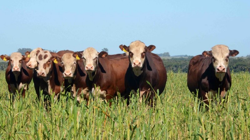 Animais rústicos aumentam participação nesta edição da Expointer