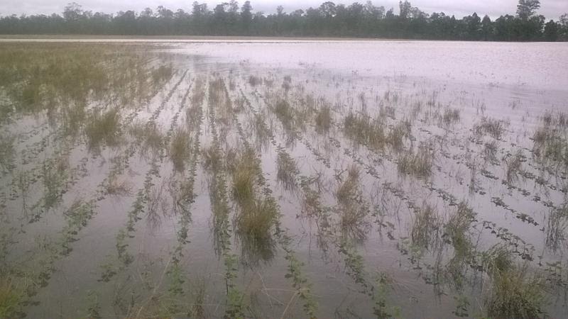 Governo Federal libera R$ 1,97 bilhão para desconto de dívidas de produtores...