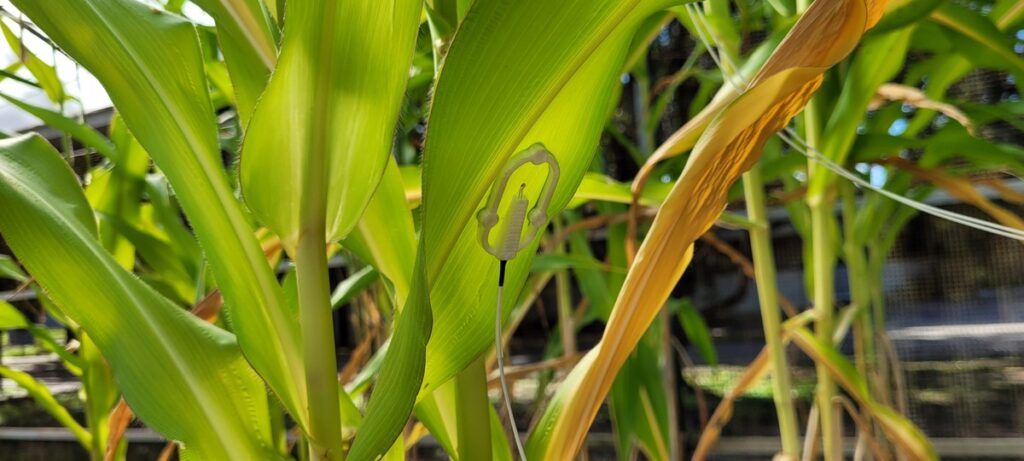 tecnologia cruza dados do clima para acionar irrigação na seca