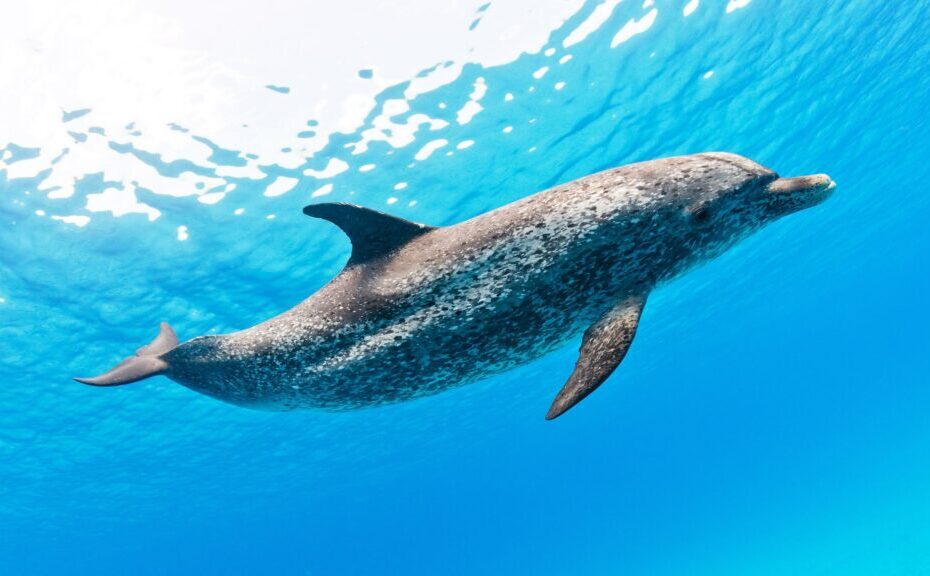 Novo Tradutor? Google cria IA que entende golfinhos