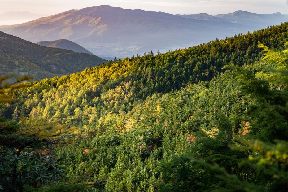 Revolução no mapeamento florestal com drones e inteligência artificial