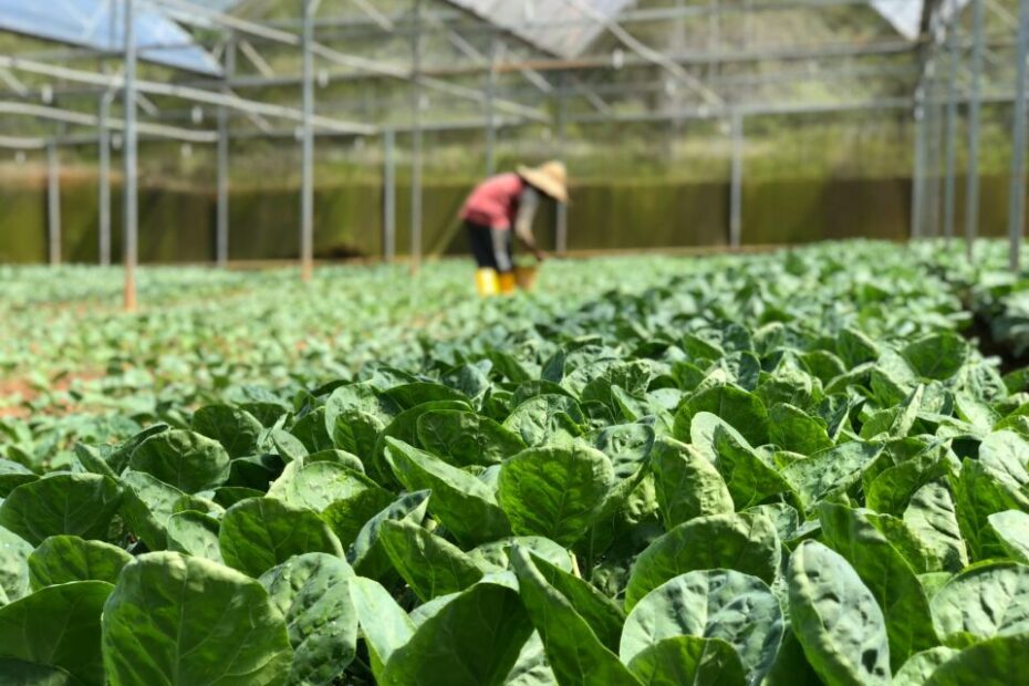 O “WhatsApp da lavoura” e o desafio invisível da inteligência artificial no agronegócio