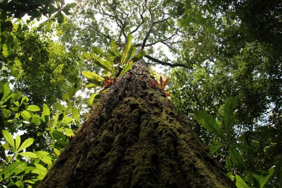 Revolução no mapeamento florestal com drones e inteligência artificial