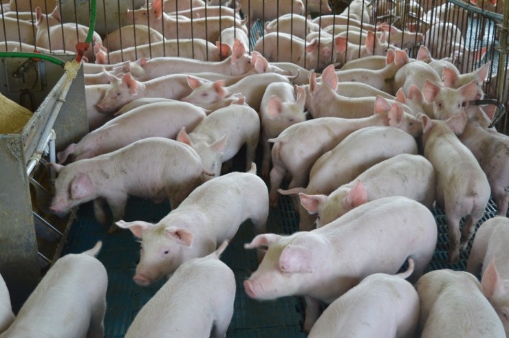Como a inteligência artificial ajuda a suinocultura? – O Presente Rural