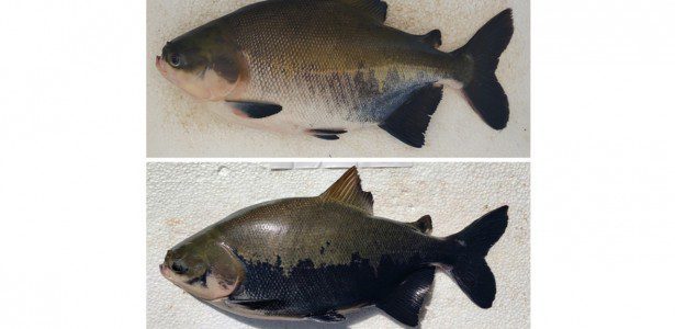 Avaliação por inteligência artificial indica nível de estresse de peixe amazônico cultivado