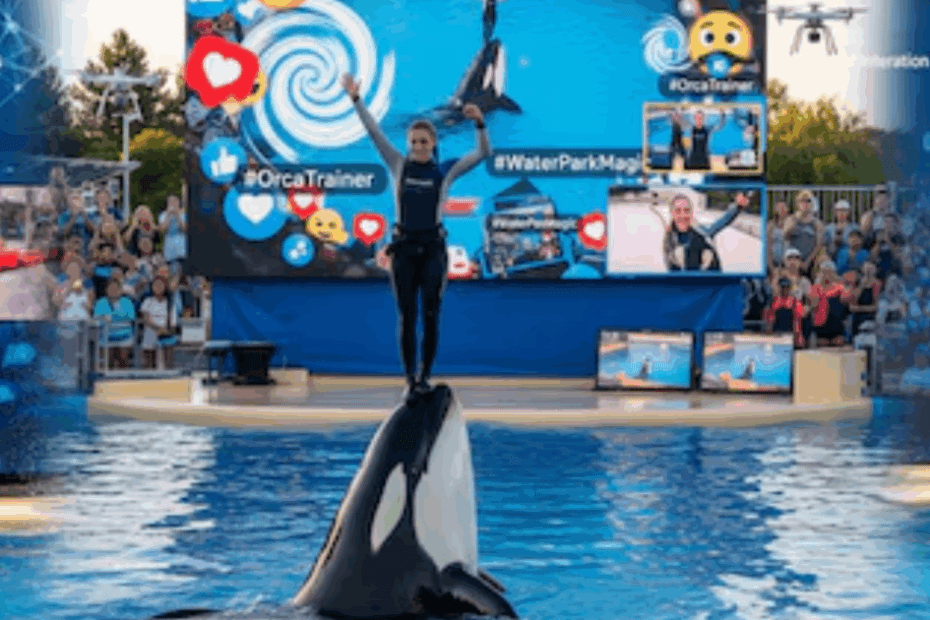 O impacto nas redes do vídeo fake de orca matando treinadora