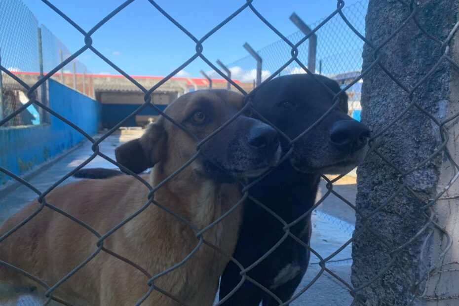 Centro de Controle de Zoonoses abre 150 vagas do programa de controle populacional de cães e gatos na segunda-feira – Prefeitura de Caraguatatuba