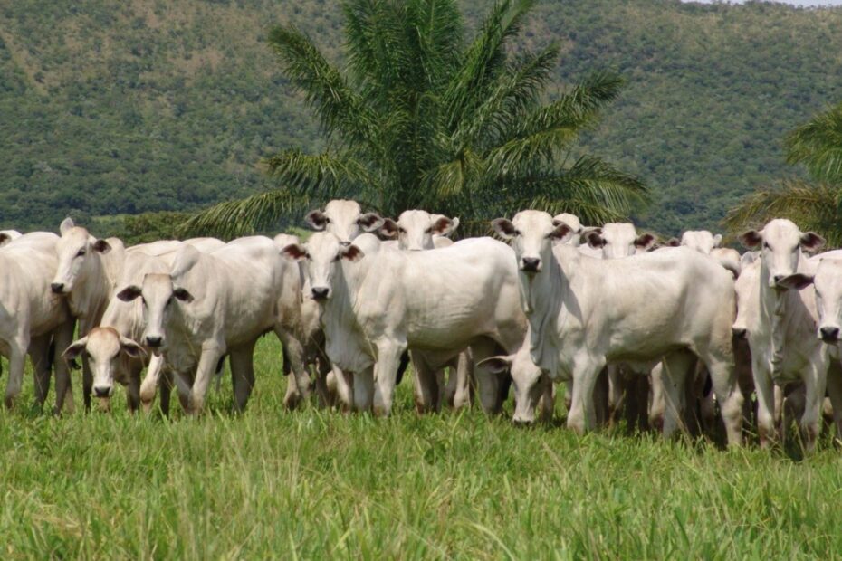 Nelore e IA: a ultrassonografia que revoluciona a genética da raça