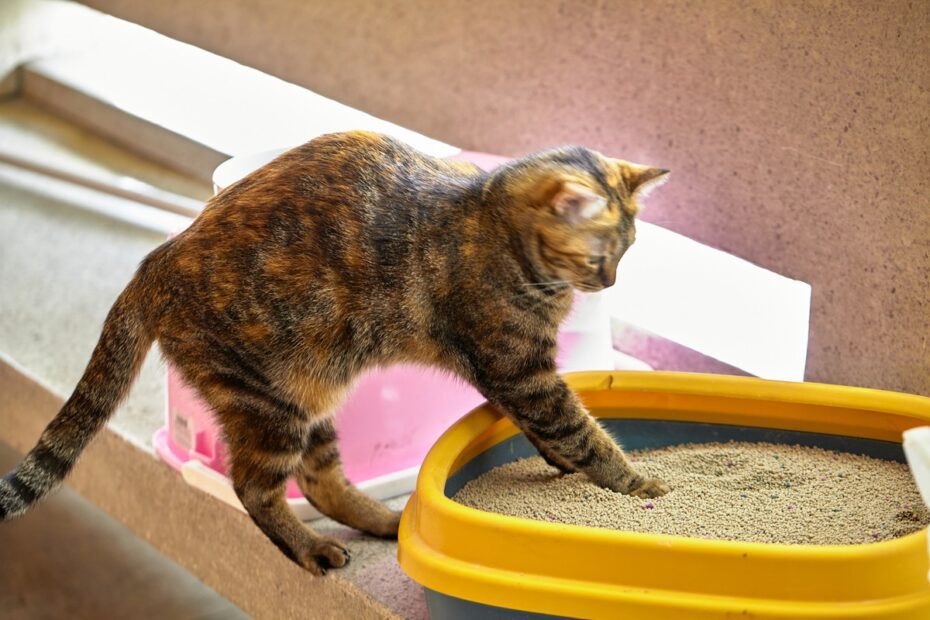 Inteligência artificial prevê doenças em gatos a partir de suas caixas de areia | Inteligência Artificial