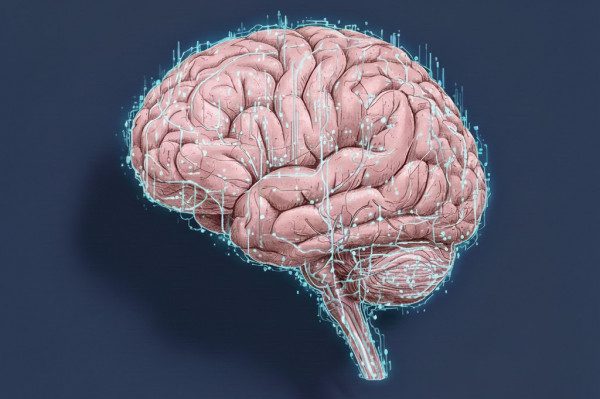 Colesterol tem papel decisivo na saúde do cérebro, indicam estudos | Diario de Pernambuco