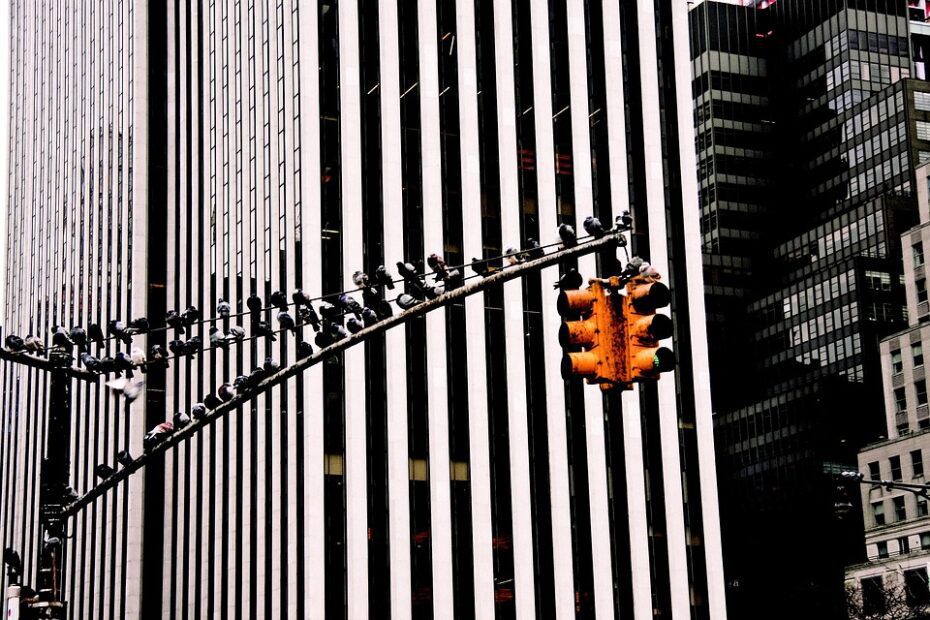 Rodízio SP Suspenso no Dia da Consciência Negra