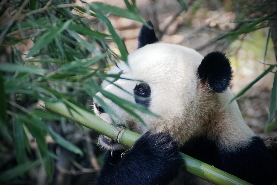 Vaga de emprego para “cuidador de pandas” em Centro de Proteção e Pesquisa promove cativeiro e objetificação da espécie na China
