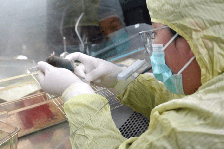 Camundongo dá à luz filhotes após 15 dias em missão espacial