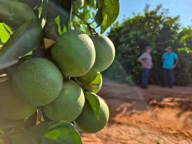 Colheita de laranja em MS oferece salários de até R$ 7 mil; vagas devem dobrar