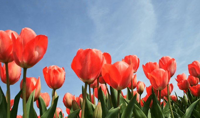 da mania das tulipas à febre da inteligência artificial -