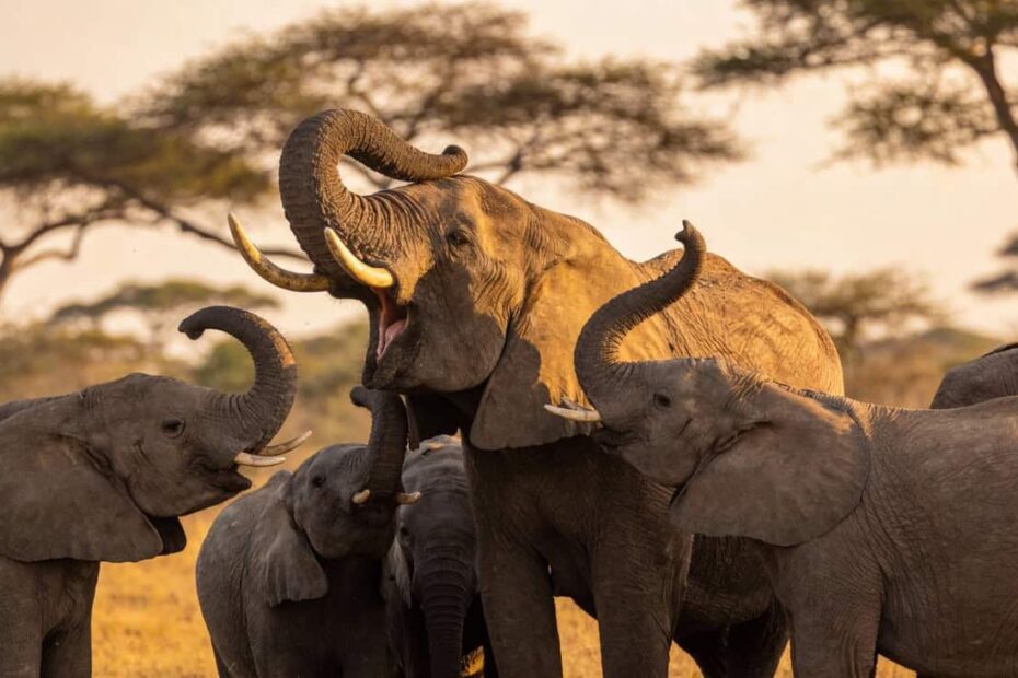 A descoberta revolucionária de que os elefantes usam nomes para chamar uns aos outros