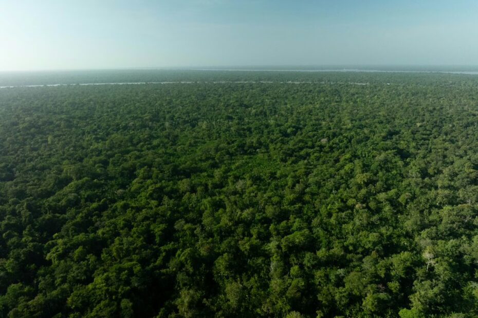 Imazon vence maior prêmio ambiental das Nações Unidas