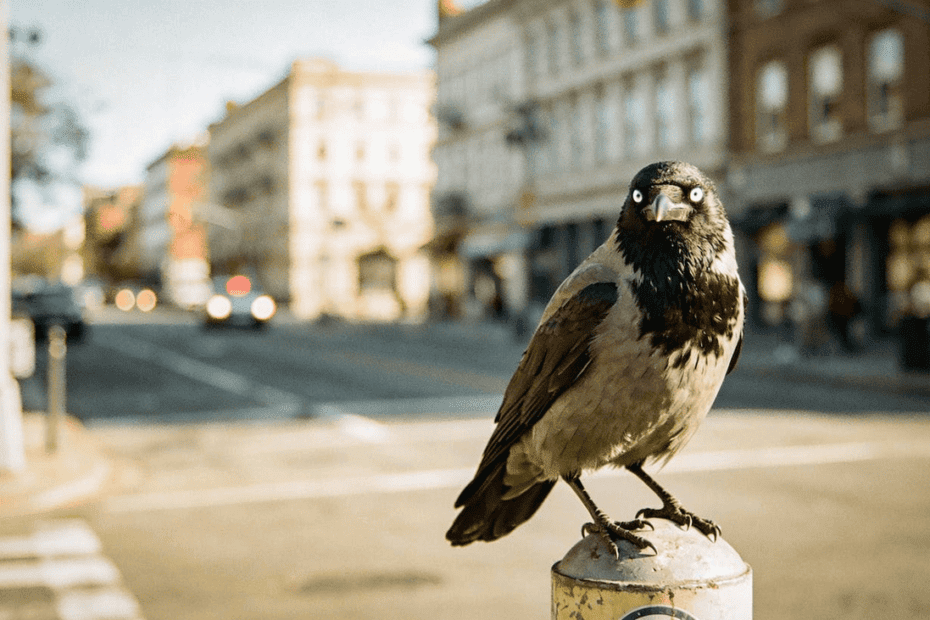 O pássaro inteligente que nunca esquece o rosto de quem o tratou mal