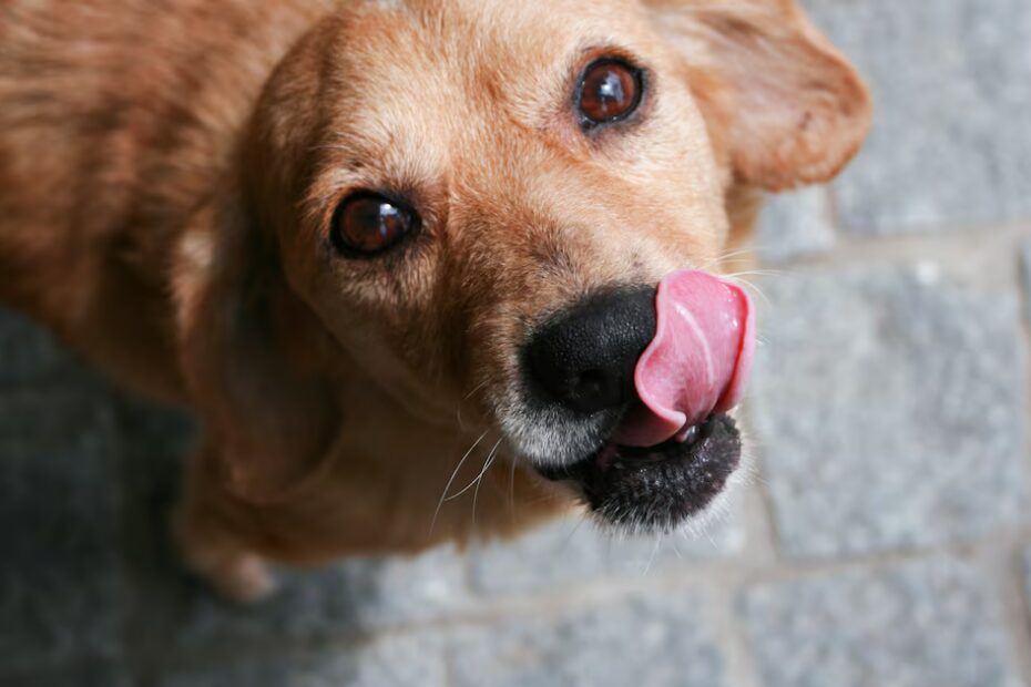 Como a inteligência artificial pode ajudar a traduzir a linguagem dos animais
