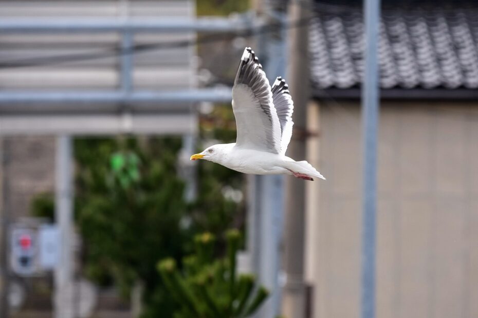 Como preencher requerimento de defesa da autuação