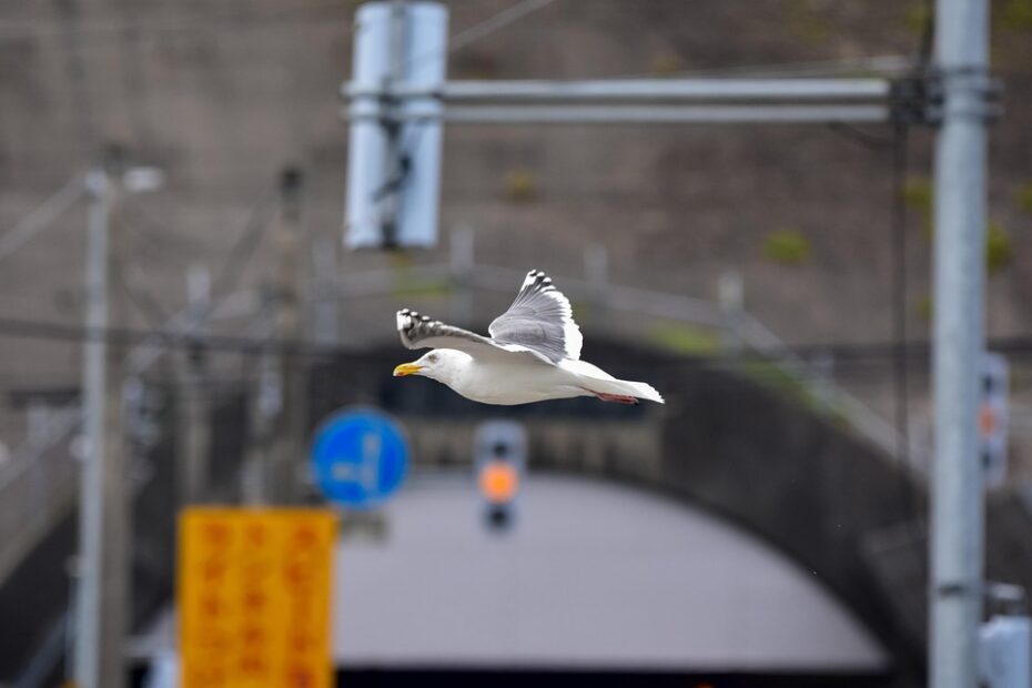 Depois que chega a notificação de multa